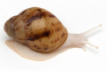 Archachatina marginata ovum typ 1 albino body juvenil